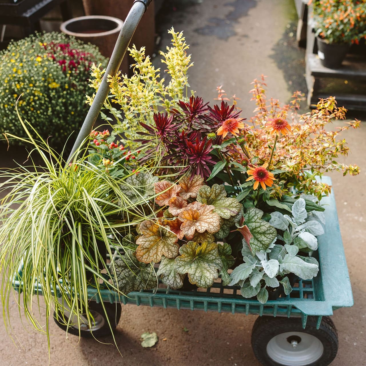 Dennis' 7 Dees Garden Center